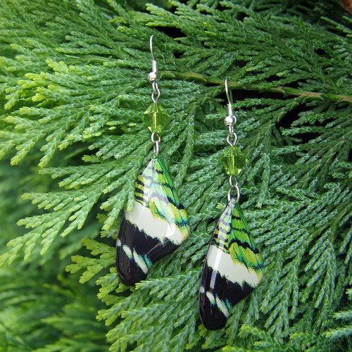 Náušnice - Motýlí křídla lmk2