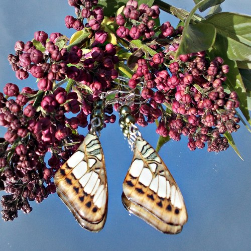 Náušnice - Motýlí křídla lmk17